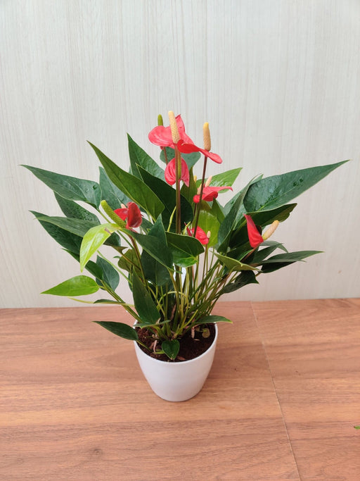 Anthurium Red Color Flowering Plant