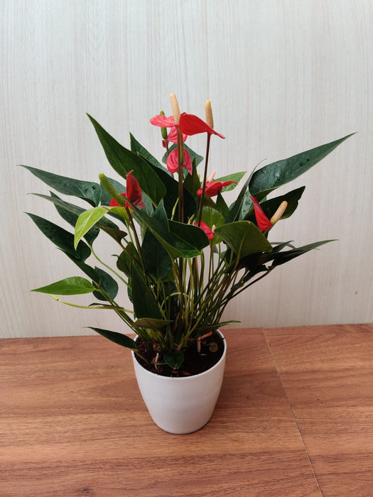 Exotic Anthurium Red Color Flowering Plant