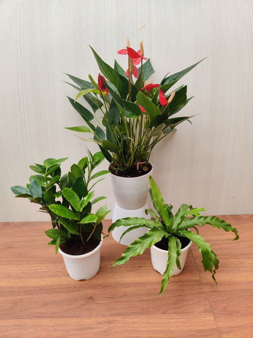3 Indoor Plant Pack - Anthurium, ZZ Plant, Fern Plant