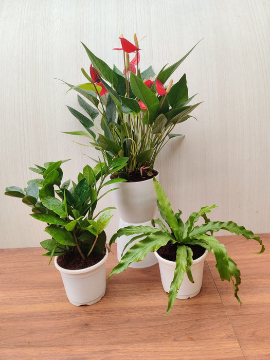 Exotic Anthurium Red Plant & ZZ Plant ,Fern Plant , Pack Of 3 Plants