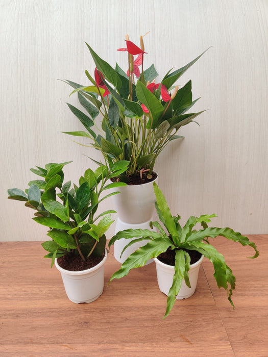 3 Indoor Plant Pack - Anthurium, ZZ Plant, Fern Plant
