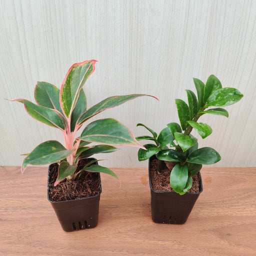 Air Purifying Ornamental Aglaonema And Perennial ZZ Plant ( Pack Of 2 )