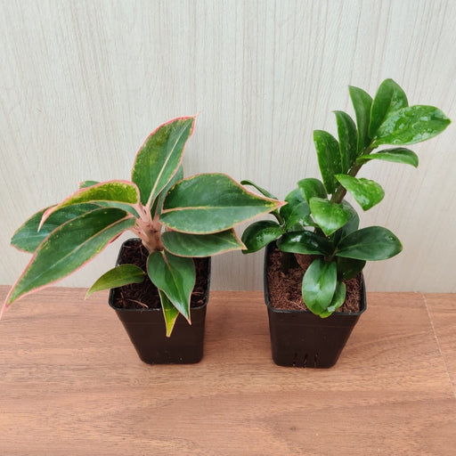 Air Purifying Ornamental Aglaonema And Perennial ZZ Plant ( Pack Of 2 )