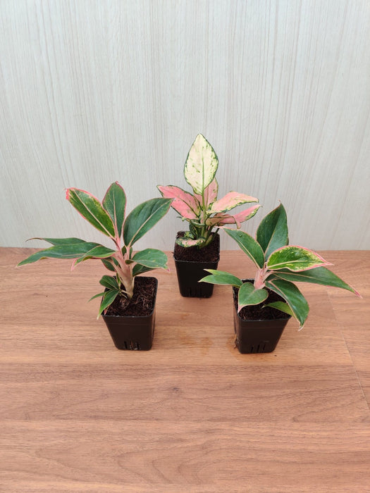 Indoor Aglaonema Plants with Pots (Pack of  any 3  Plants)