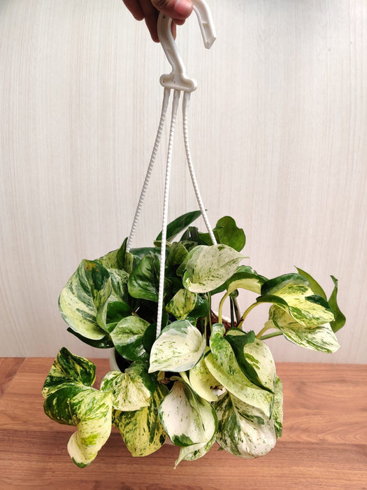 manjula money plant Money Plant Marble With Hanging Pot