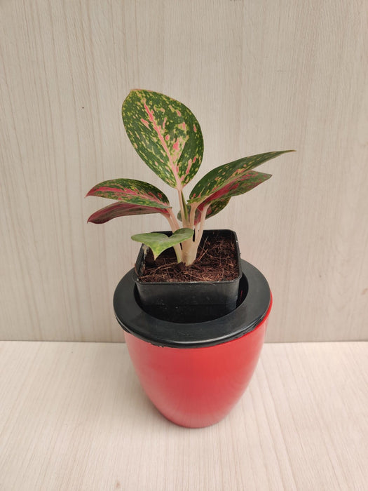 Self Watering Planter 4", Red (Pack of 6)