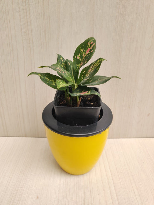 Self Watering Planter 4", Yellow (Pack of 6)