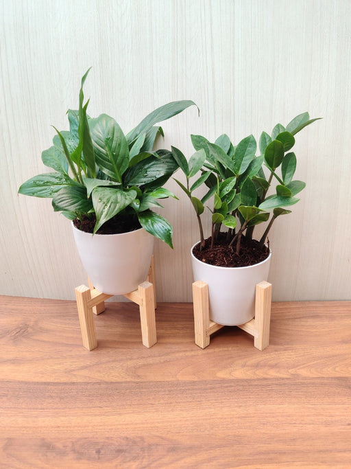 Spathiphyllum and ZZ Plant Combo in Plastic Pots for Home, Office Desk 