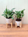 Spathiphyllum and ZZ Plant Combo in Plastic Pots for Home, Office Desk