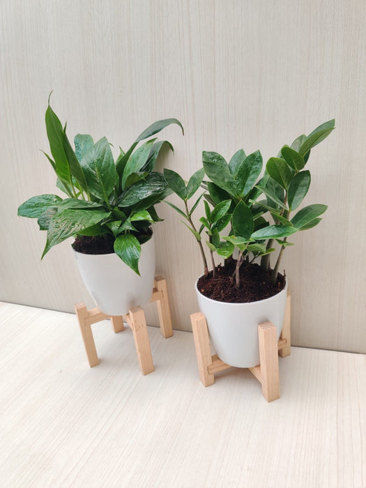  Spathiphyllum and ZZ Plant Combo in Plastic Pots | Home and Office Décor