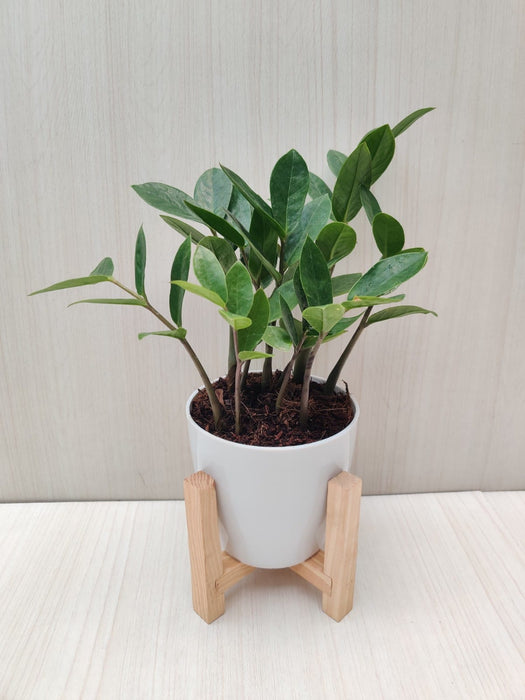  ZZ Plant for healthier living