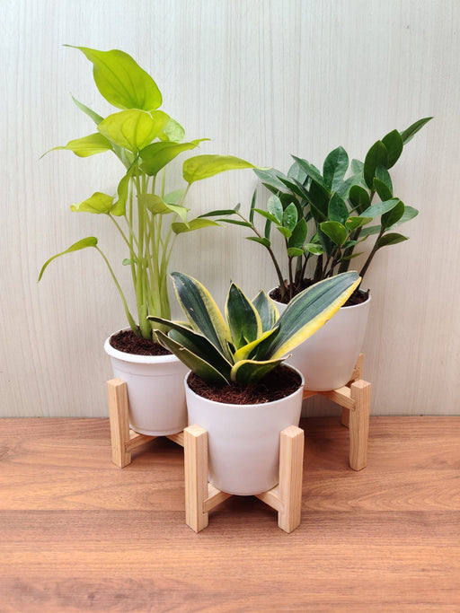 Indoor Plants Combo - Healthy and Beautiful Home Plants