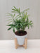 Lush foliage of Bamboo Palm and ZZ Plant for home decor