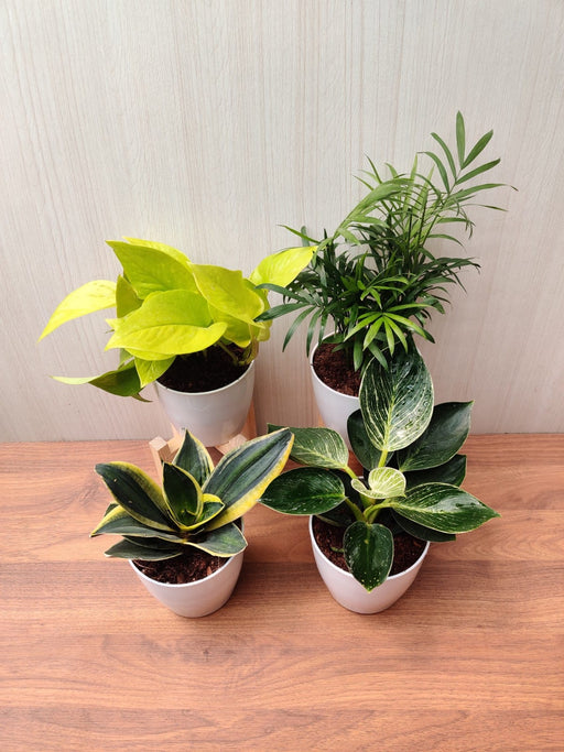 Air Purifying Indoor Plant Combo - Snake Plant, Golden Money Plant, Bamboo Palm, Philodendron Birkin