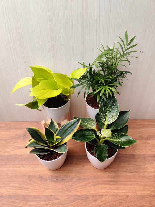 philodendron birkin air purifier Shop Pack of 4 Air-Purifying Indoor Plants Combo Online – ChhajedGarden.com
