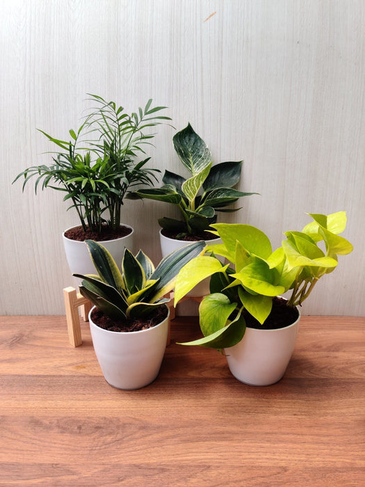 philodendron birkin air purifier Shop Pack of 4 Air-Purifying Indoor Plants Combo Online – ChhajedGarden.com