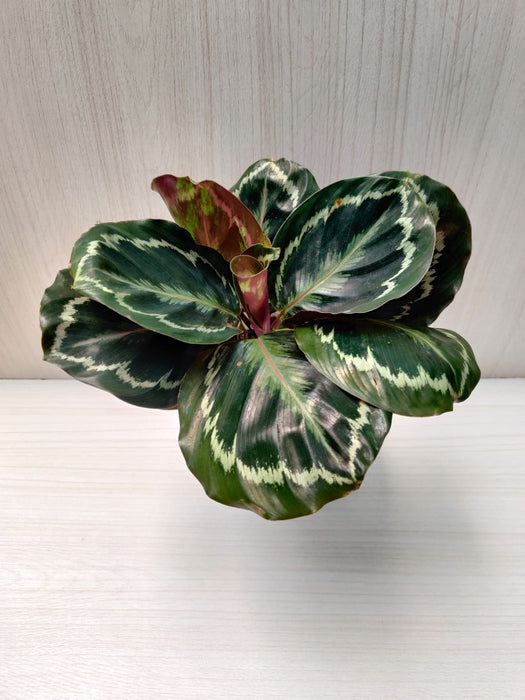 Combo of 3 Desk Plants And Plastic Pots for Indoor Home & Office (Aglaonema, Calathea and zz Plant)