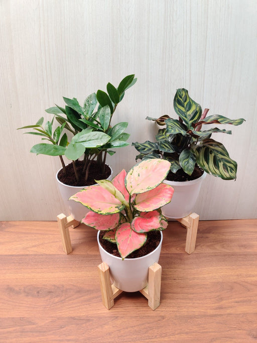 Desk Plant Combo - Aglaonema, Calathea, ZZ Plant