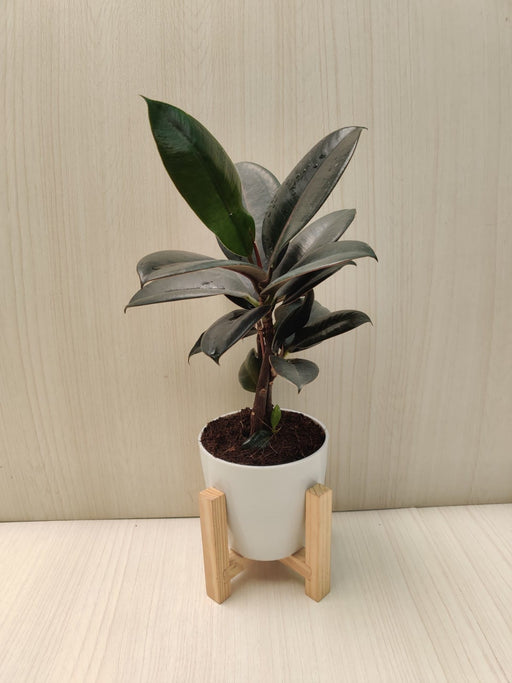 Ficus Elastica Plant