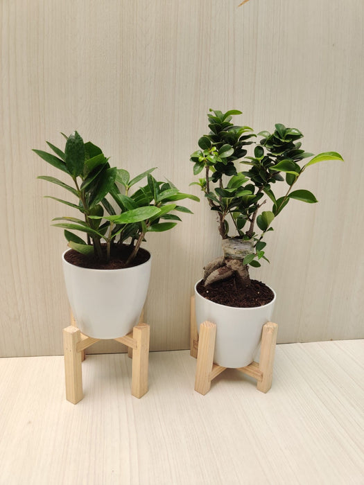 Combo of ZZ & Bonsai Plant in Plastic Pots for Home, Living Room, Office Desk