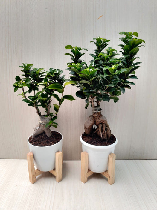 Bonsai Ficus | Combo | Natural Live Plant | Plastic Pot | Air Purifying | Home Decor Plants