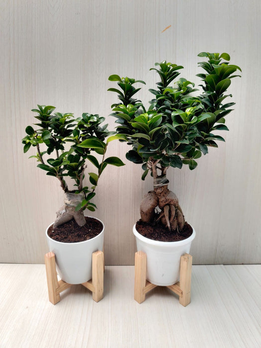 air purifying bonsai plants Bonsai Ficus | Combo | Natural Live Plant | Plastic Pot | Air Purifying