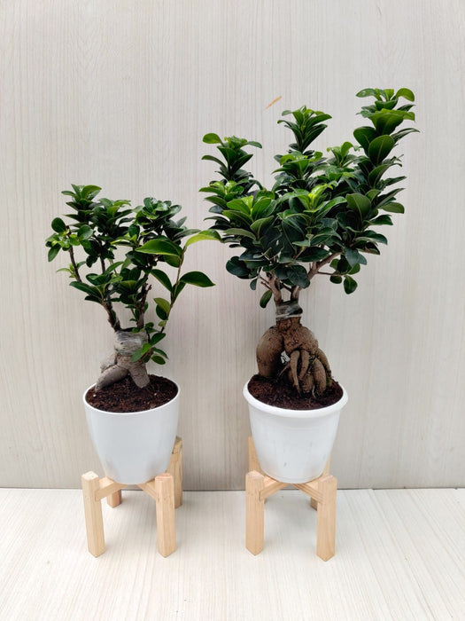 Bonsai Ficus | Combo | Natural Live Plant | Plastic Pot | Air Purifying | Home Decor Plants