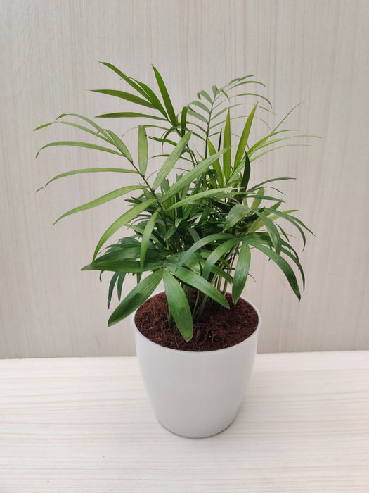 Bamboo Palm - Air Purifying Indoor Plant