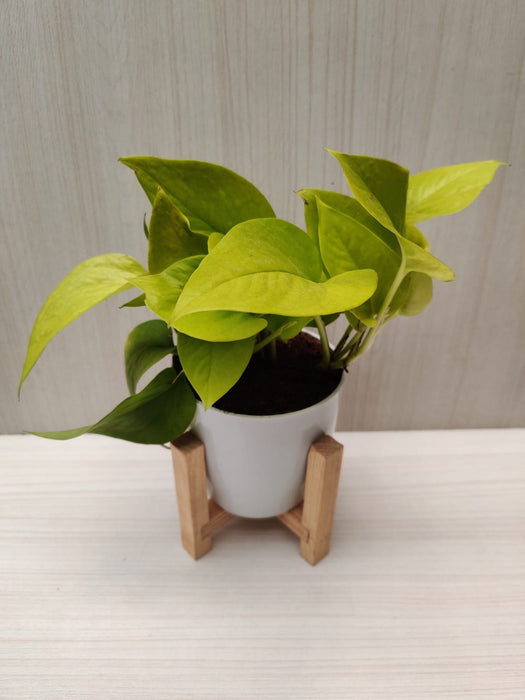 Golden Money Plant - Air Purifying Indoor Plant