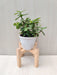 Jade Plant in Pot - Beautiful Desk Plant