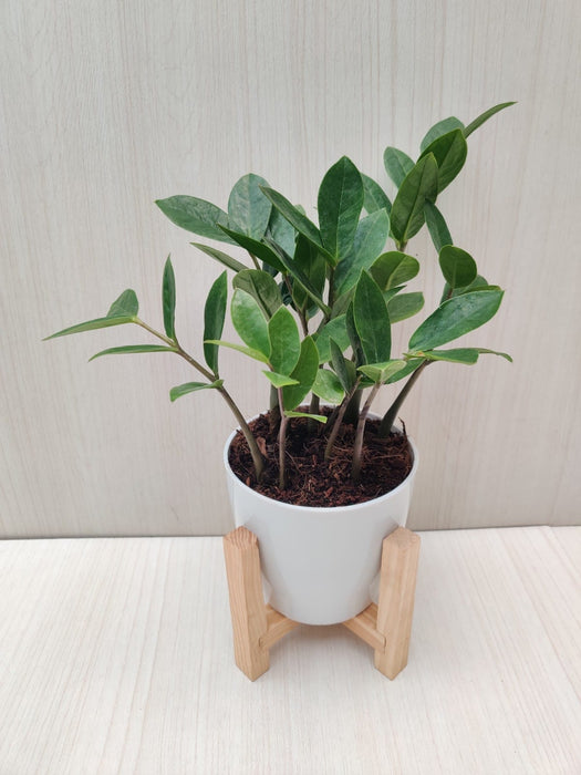 ZZ Plant in Pot - Air Purifying Indoor Plant