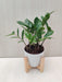 ZZ Plant in Pot - Air Purifying Indoor Plant