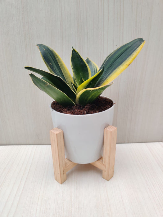 Snake Plant - Air Purifying Indoor Plant