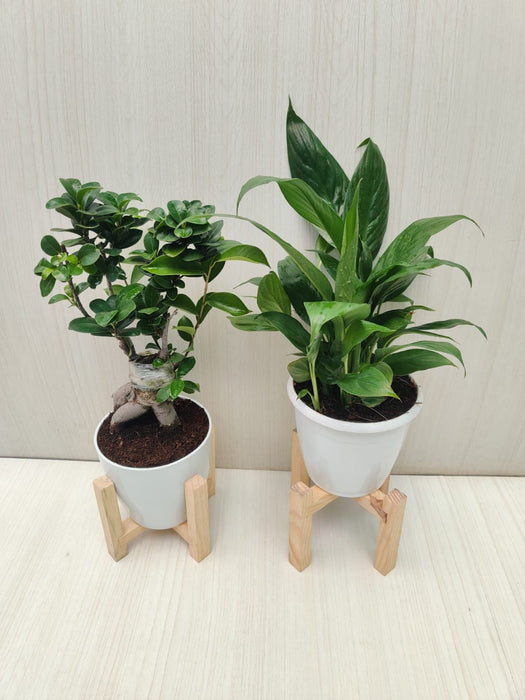 Stylish Indoor Plants - Bonsai and Peace Lily Combo