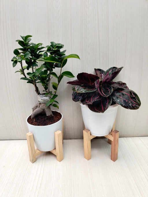 Live Indoor Plants Combo - Bonsai Plant & Calathea Dottie