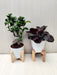 Live Indoor Plants Combo - Bonsai Plant & Calathea Dottie
