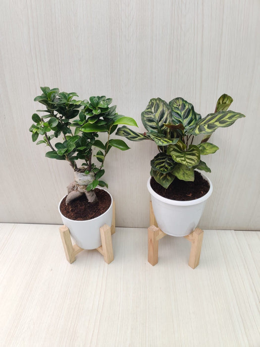 Bonsai Plant and Calathea Combo for Home and Office