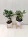Bonsai Plant and Calathea Combo for Home and Office