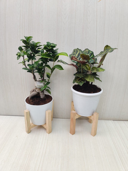 Home and Office Plant Combo