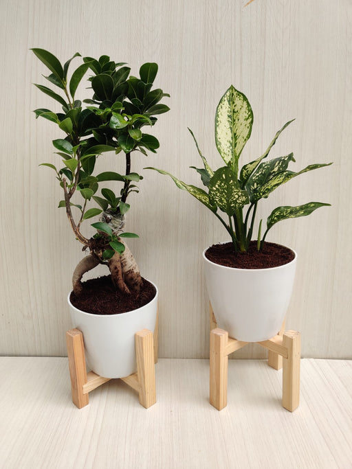 Home Décor Plant Combo - Bonsai and Aglaonema