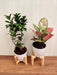 Air Purifying Plants for a Cleaner Indoor Environment"