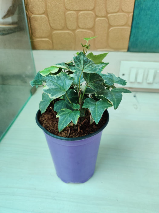 Variegated Ivy - Low Maintenance Plant for Home and Office Decor