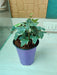 Variegated Ivy - Low Maintenance Plant for Home and Office Decor