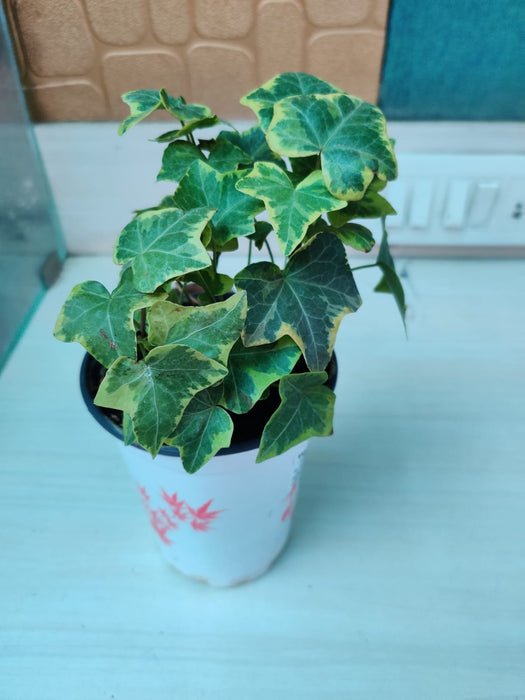 2cm Pot Size - Perfect for Home and Office Gardens