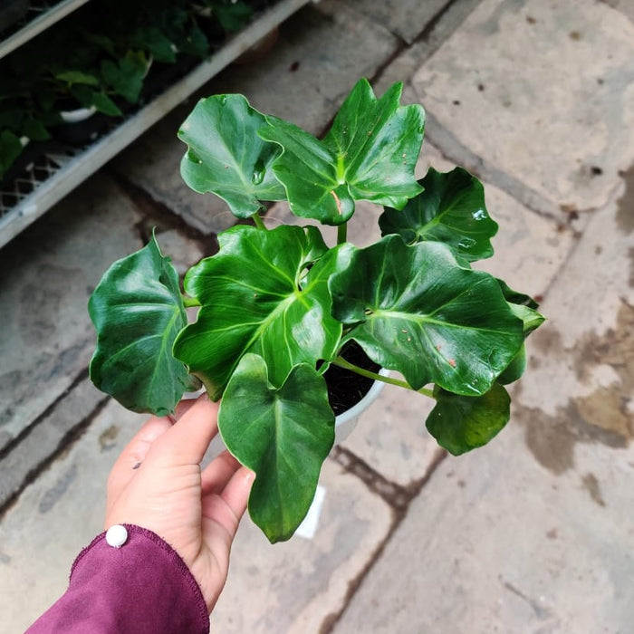 philodendron atom mature Buy Philodendron Atom Plant Online India