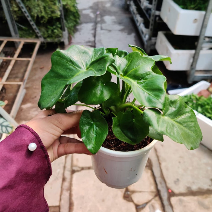 Healthy plant with multiple leaves