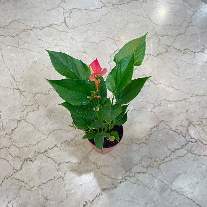 Anthuriumm Mini  Pink Plant In  12 cm pot