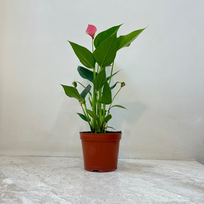 Anthuriumm Mini  Pink Plant In  12 cm pot