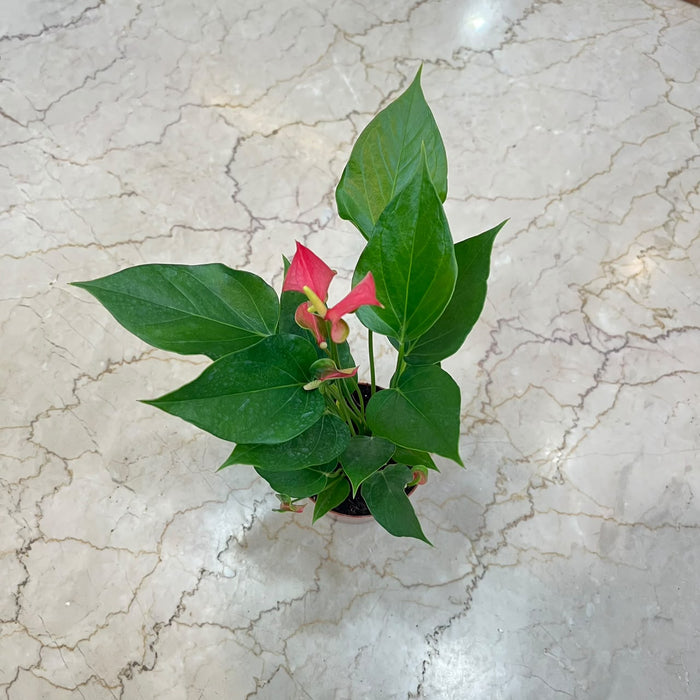 Anthuriumm Mini  Pink Plant In  12 cm pot