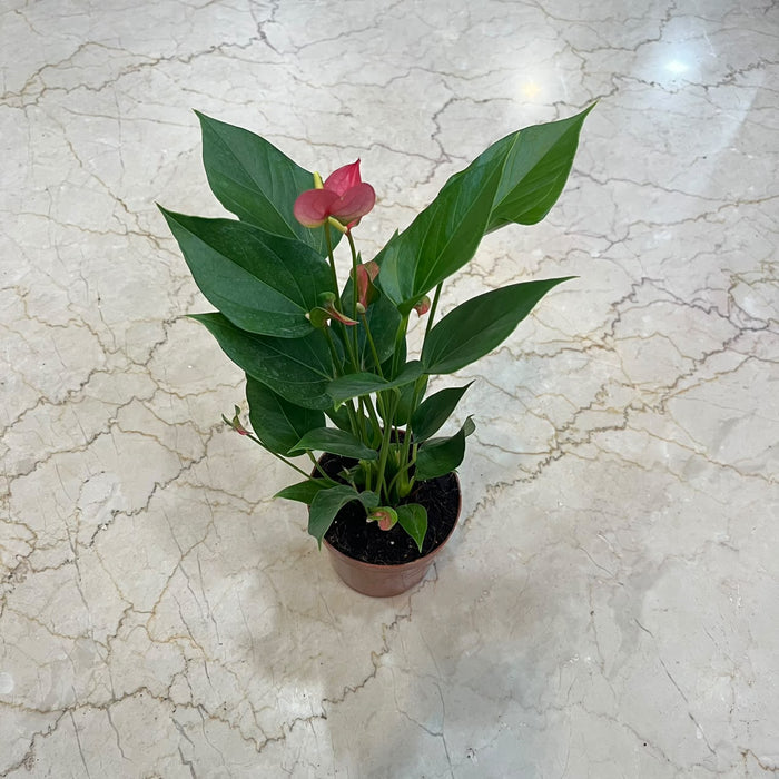 Anthuriumm Mini  Pink Plant In  12 cm pot
